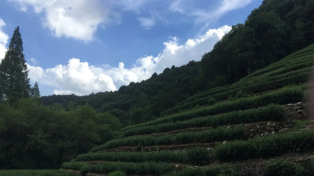 Hangzhou Tea & Culture Day Hiking Tour